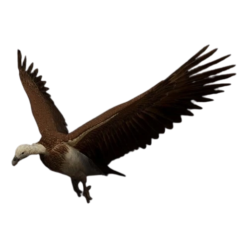 Griffon Vulture
